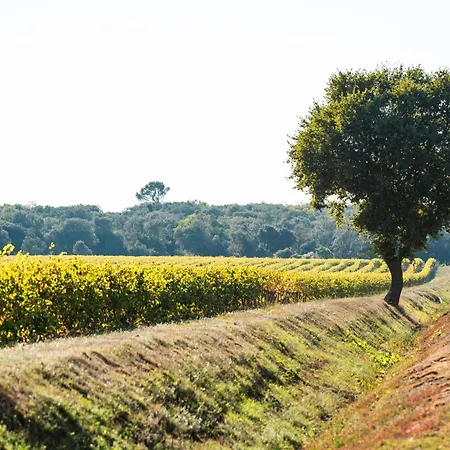Domaine De Panery